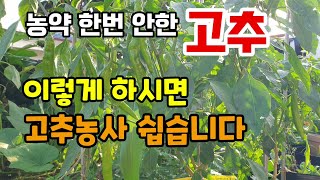 농약한번안한 텃밭 고추 이렇게 하시면 고추농사 쉽습니다 고추칼라병과 탄저병 저항성 품종을 키워보세요 노린재피…