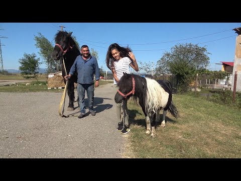 Caii lui Florin de la Bacia, Hunedoara - 2020 Nou!!!