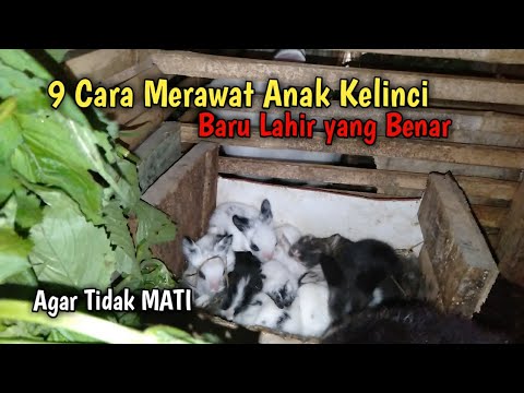 , title : '9 Cara Merawat Anak Kelinci Baru Lahir yang Benar'