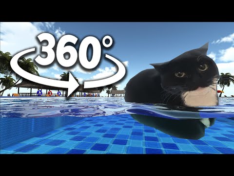 Maxwell The Cat 360° - SWIMMING | VR/360° Experience