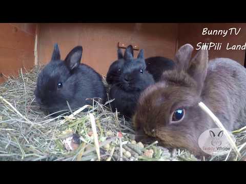 , title : 'Hermelin Caramel + 3x mini Hermelins rabbits'