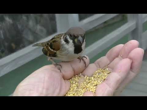 可愛いすずめ達 いつも君 20220208pm 6（水上橋）