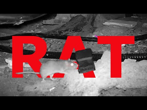 T3 CIRCLE EXTERMINATION video.