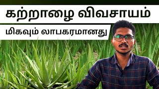 Aloe Vera Farming in Tamil - Complete Guide to Aloe Vera Farming | Aloe Vera Benefits #aloevera