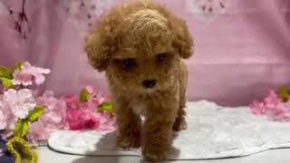 タイニープードルの動画01