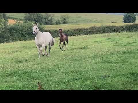 Edenagor Star colt foal - Image 2