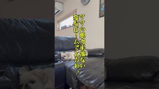 チビとママ🐶 #犬のいる生活 #犬のいる暮らし #youtube #チャンネル登録お願いします