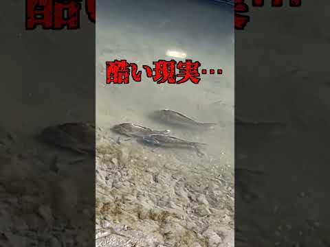 【バス釣り】これが水が抜かれた現実です。 #shorts #バス釣り