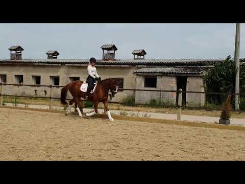 Queeni v. Quaterback *2016 Stute FOR SALE