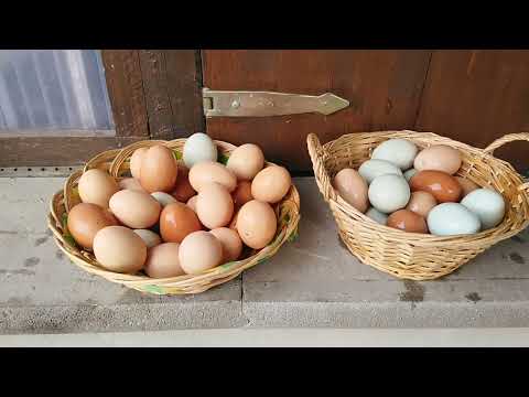 Wieviele Eier legt ein Huhn? Tipps für Anfänger. Hühnerhaltung Tipps und Tricks