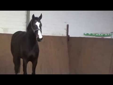 Holsteiner Stute von Qunitero-Contender-Capitol I, Stamm 741