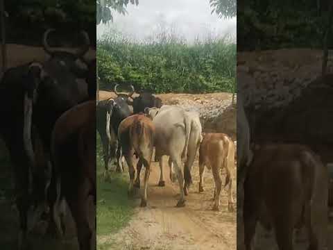 vaqueiro levando o gado pro pasto Baturité Ceará