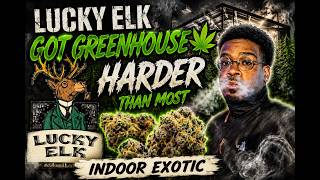Lucky Elk Super Boof Review 🤯 This Flower Is DIFFERENT!