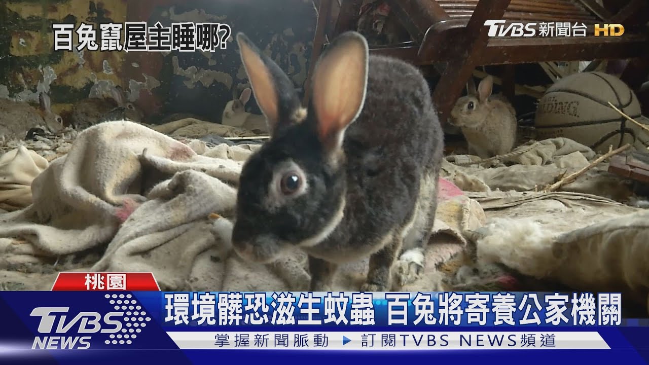 養兔思念亡妻！　屋主與「近百隻兔子」同住