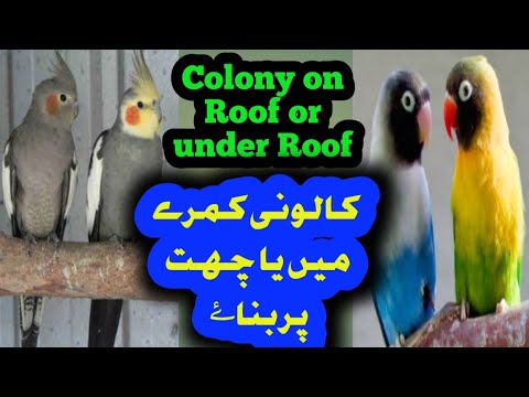 How To Make Birds Colony On Roof or Under Roof  @birdschannal Urdu/Hindi