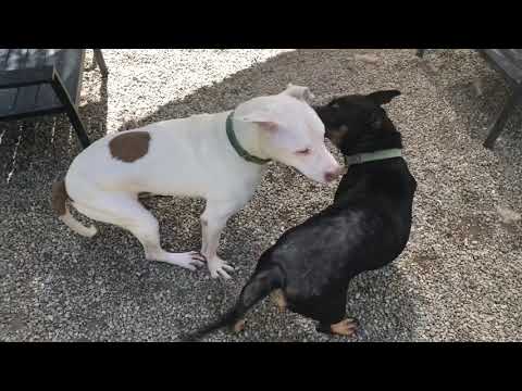 Aretha, an adopted Bull Terrier & Australian Shepherd Mix in Pasadena, CA_image-1