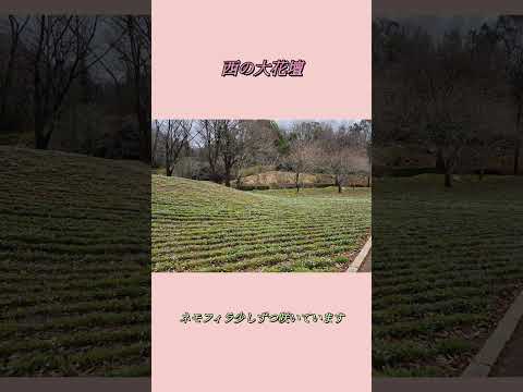  2022 年のバラの木の剪定時期はいつ?どうやって ？リーダーに従う ！  庭園