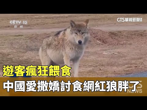 遊客瘋狂餵食　中國愛撒嬌討食「網紅狼」胖了