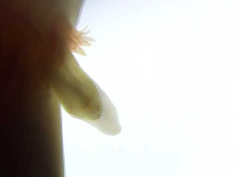 Axolotl limb regeneration