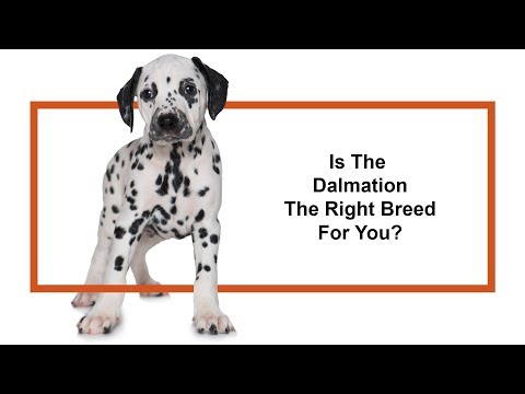 Dalmatian Breed Video