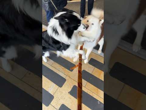 Two pretty dogs meet!! #dog #husky #puppy #dogshorts #youtube #viral #london #dogowner