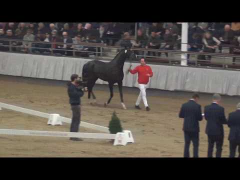 NRW-Hauptkörung 2018 - Prämienhengst v. Bon Coeur x Dimaggio - Rover