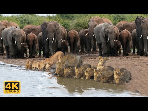 4K Wildlife of Kwazulu Natal, South Africa - Wild Animals of Africa & Relaxing Piano Music