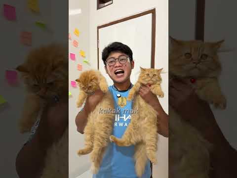 Adliy bener gak guys?