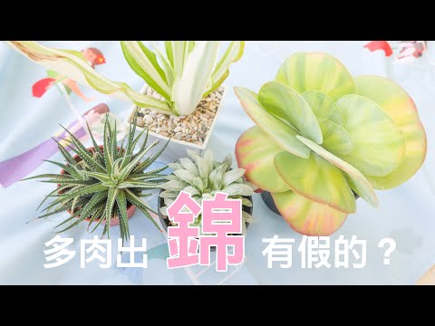 多肉錦斑竟然有假的?