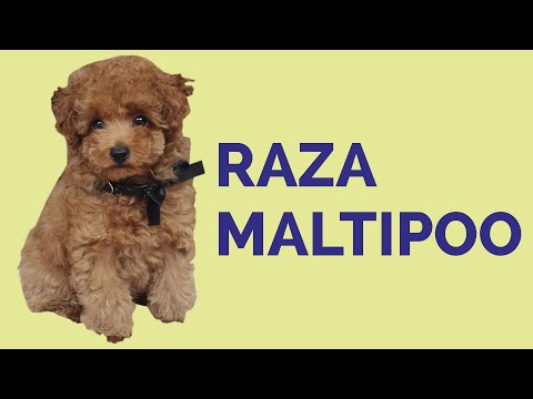 Maltipoo dogs: Characteristics, care and origin