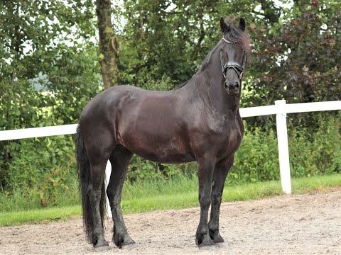 Stal Okkema's Rix - Maurits x Ritse - mare - 2013 - 1.65