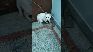 Download lagu Oreo ko lga jor ka sussu#short video#DEVIL32091. mp3