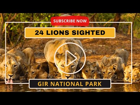 LIONS Have Arrived! Attack on Humans | Gir Lion Attack | Gir National Park Safari: EP02 #lion