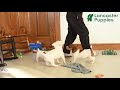 Jack Russell Terrier dogs for sale: River - Video 1