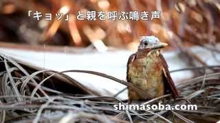 農園のリュウキュウアカショウビン巣立ち(動画あり)