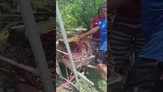 tirando cacho de bacaba