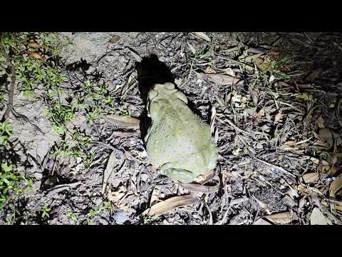 Sonoran desert toad, largest North American toad secrete a potent toxin