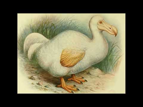 Rodrigues solitaire extinct