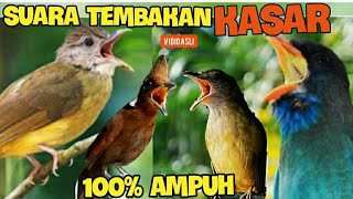 Download lagu SUARA TEMBAKAN KASAR !! DUET CILILIN .KAPAS TEMBAK  .TENGKEK BUTO . CUCAK JENGGOT (10 jam) mp3 Download lagu SUARA TEMBAKAN KASAR !! DUET CILILIN .KAPAS TEMBAK  .TENGKEK BUTO . CUCAK JENGGOT (10 jam) mp3