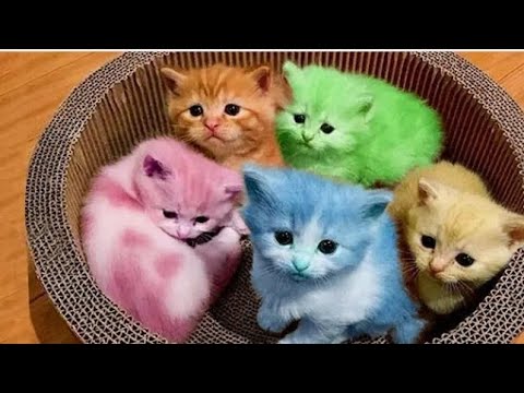 cat and dogs lovely pet#cat #dogs #pets #cute #animals #love #maya#❤️❤️❤️❤️