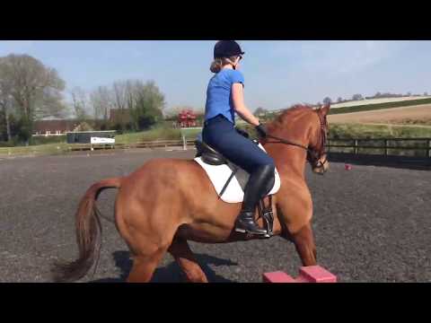 Tilly and Bonnie, BE90 dressage test 97 (2016)