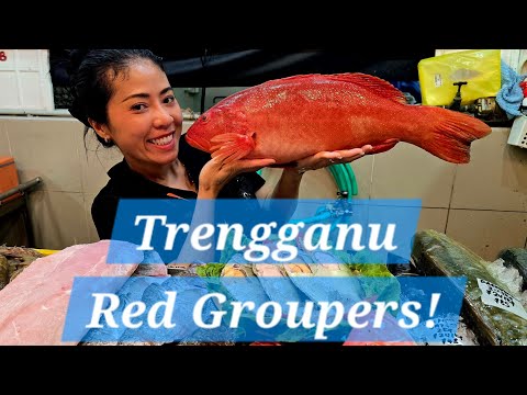 Trengganu Red Groupers! The Best of the Best! (10 Feb 2026 Tues)