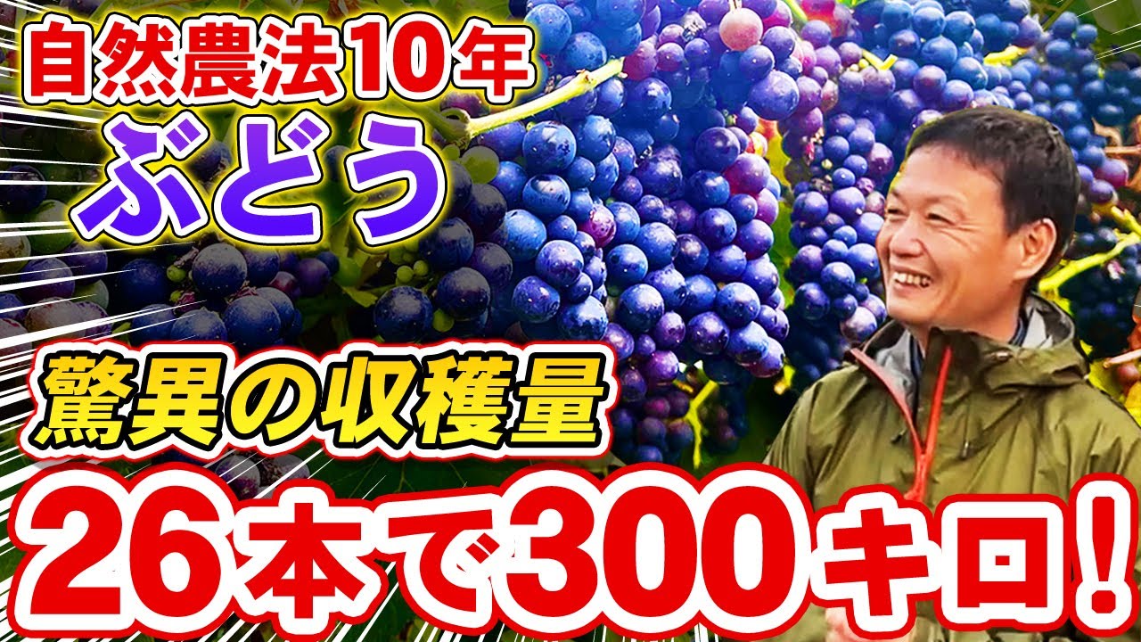 【自然農法1年目の畑と10年目の果樹】土の力で育つジャガイモと驚異的なブドウの収穫量