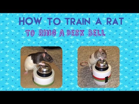 How To Train A Rat To Ring A Desk/Call Bell