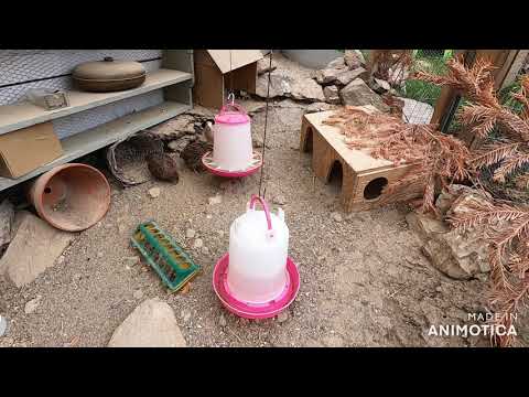 Legenot bei Wachtel, Windei, Wachtel Erlösen, Fuchs bei den Wachteln