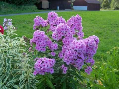 Phlox und Rittersporn (Delphinium)
