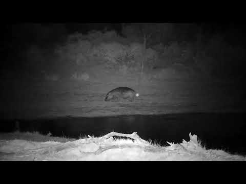 Djuma: Hippo leaving - 03:00 - 12/02/2022
