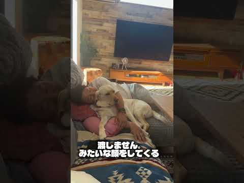 飼い主にキスするラブラドール のサムネイル