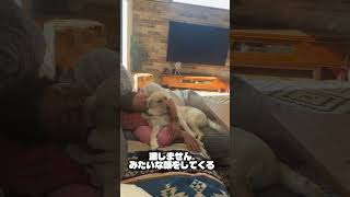 飼い主にキスするラブラドール / 飼い主大好き のサムネイル