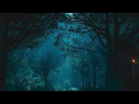 Jungle Nightlife Sounds. Sounds of Night Creatures 10min